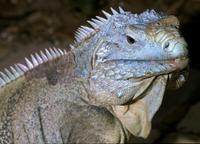 Image of: Cyclura lewisi (Grand Cayman rock iguana)