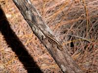 Image of: Sceloporus undulatus (fence lizard)