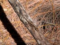 Image of: Sceloporus undulatus (fence lizard)