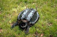 Macrochelys temminckii - Alligator Snapping Turtle