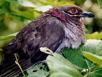 Amethyst Brown Dove - Phapitreron amethystinus