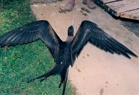 Great Frigatebird - Fregata minor