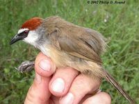 Chestnut-capped Babbler - Timalia pileata