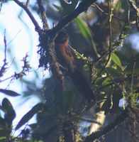 Collared Laughingthrush - Garrulax yersini