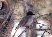 Siberian Jay - Perisoreus infaustus