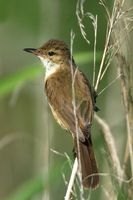 Clamorous Reed Warbler