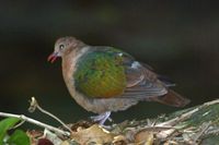 Emerald Dove