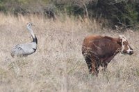 Greater Rhea - Rhea americana