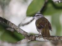 Black-striped Sparrow (Arremonops conirostris) photo