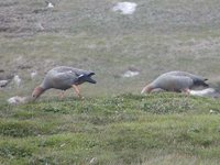 Ruddy-headed Goose - Chloephaga rubidiceps