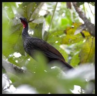 Cauca Guan - Penelope perspicax