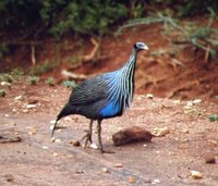 Vulturine Guineafowl - Acryllium vulturinum