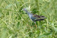 Azure Gallinule - Porphyrio flavirostris