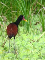 Wattled Jacana - Jacana jacana