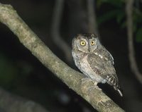 Ryukyu Scops-Owl (Otus elegans) photo