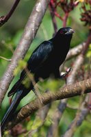 Asian Koel - Eudynamys scolopacea