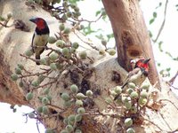 Black-collared Barbet - Lybius torquatus