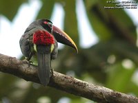 Green Aracari - Pteroglossus viridis