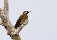 Spot-breasted Woodpecker - Colaptes punctigula