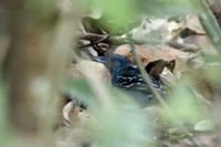 Western Slaty-Antshrike - Thamnophilus atrinucha