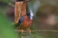 White-plumed Antbird - Pithys albifrons