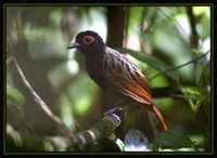 Black-spotted Bare-eye - Phlegopsis nigromaculata