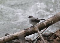 Torrent Tyrannulet - Serpophaga cinerea