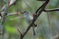 Pearly-vented Tody-Tyrant - Hemitriccus margaritaceiventer