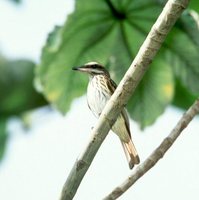 Streaked Flycatcher - Myiodynastes maculatus