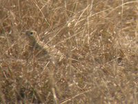 Sprague's Pipit - Anthus spragueii