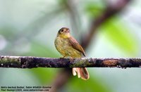 Hairy-backed Bulbul - Tricholestes criniger