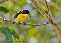 Metallic-winged Sunbird - Aethopyga pulcherrima