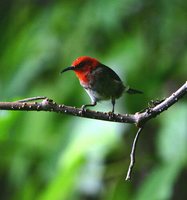 Cardinal Myzomela - Myzomela cardinalis