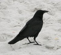 Fish Crow - Corvus ossifragus