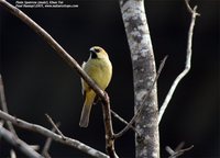 Plain-backed Sparrow - Passer flaveolus