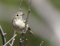 Hutton's Vireo - Vireo huttoni