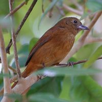 Ruby-crowned Tanager - Tachyphonus coronatus