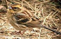 Yellow-throated Bunting - Emberiza elegans