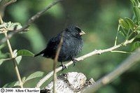 Small Ground-Finch - Geospiza fuliginosa