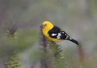 Golden-bellied Grosbeak - Pheucticus chrysogaster