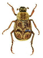 주황긴다리풍뎅이(밤갈색긴다리풍뎅이) - Ectinohoplia rufipes