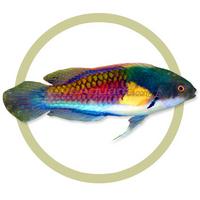 인도양에서 서식하는 Yellow-flanked fairy wrasse