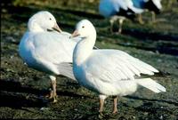 Greater Snow Goose © WWT