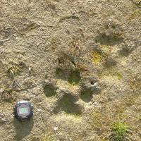 ... beach of the most elusive and     secretive tundra animal: a wolf Canis     lupus