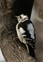 아물쇠딱다구리 [Grey-headed Pygmy Woodpecker]