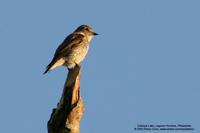 Grey-streaked Flycatcher Scientific name - Muscicapa griseisticta