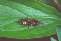 Nomada marshamella