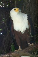 African fish eagle