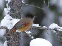 Siberian Jay (Perisoreus infaustus)