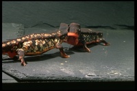 : Cynops ensicauda popei